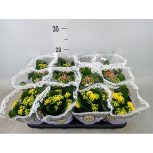 Kalanchoe blos.   ..rosebud mix  4