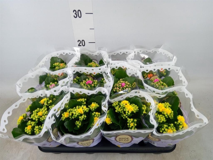 <h4>Kalanchoe blos.   ..rosebud mix  4</h4>