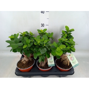 Ficus microcarpa 'Ginseng'