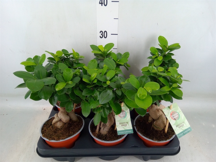 <h4>Ficus microcarpa 'Ginseng'</h4>