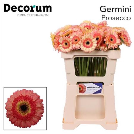 <h4>Ge Mi Prosecco X60</h4>