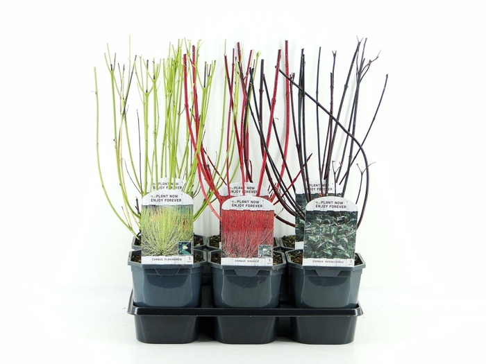 <h4>Cornus mix tray 3 soorten</h4>