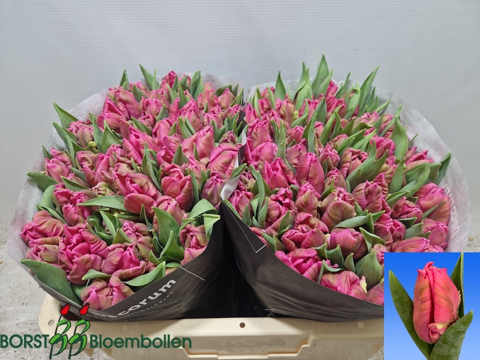 <h4>TU PA MARVEL PARROT</h4>