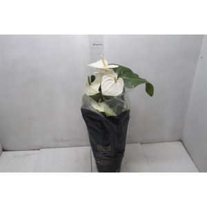 ANTHURIUM ALASKA P17 PREMIUM