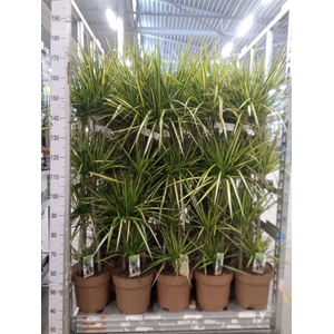 Dracaena marg. 'Sunray'