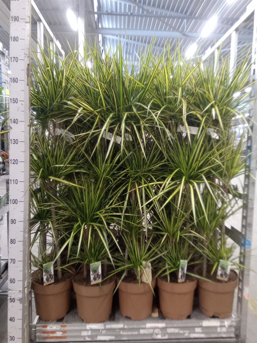 <h4>Dracaena marg. 'Sunray'</h4>