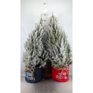 Picea glauca 'December'