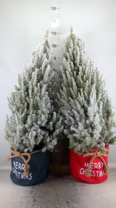 <h4>Picea glauca 'December'</h4>