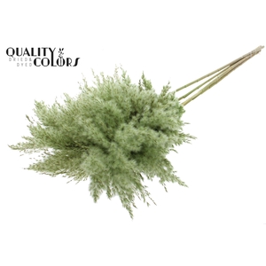 DRIED Pampas Grass Light Green