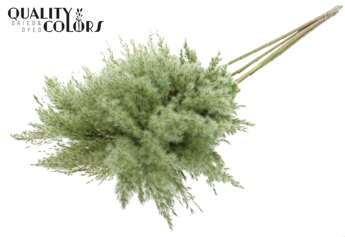 <h4>DRIED Pampas Grass Light Green</h4>