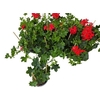 Pel Pelt Balkon Rood