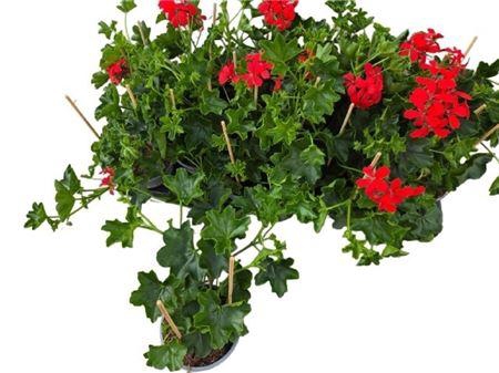 Pel Pelt Balkon Rood