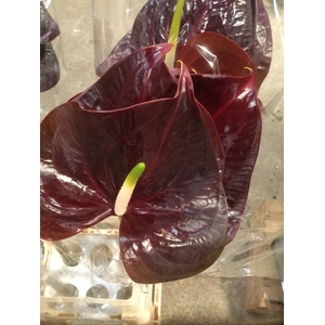 ANTHURIUM A SHOWTIME