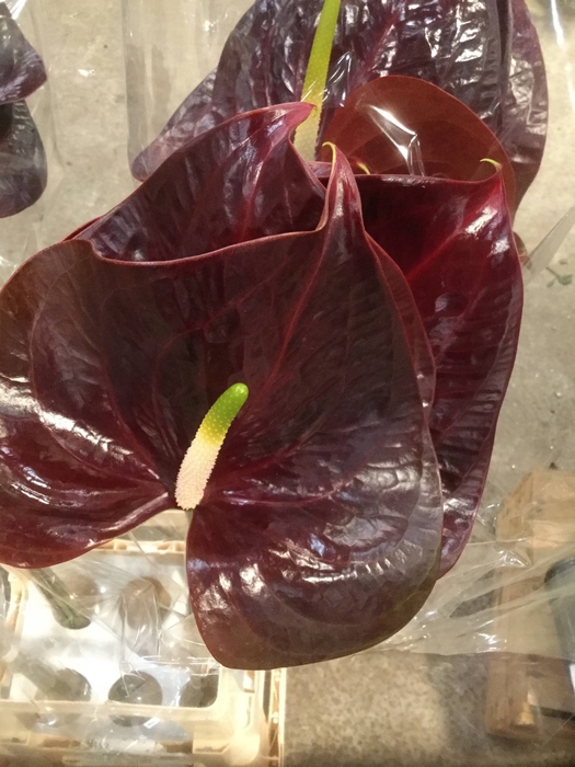 ANTHURIUM A SHOWTIME