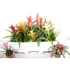BROMELIA GEM 15 SRT
