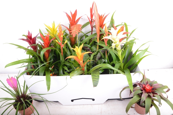 <h4>BROMELIA GEM 15 SRT</h4>