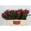 Protea Brenda