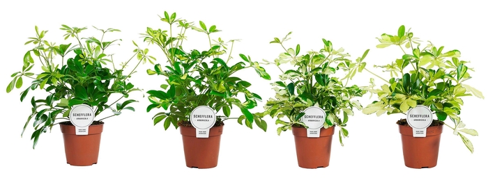<h4>Schefflera Mix Vertakt</h4>