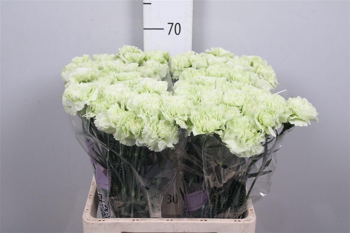 <h4>Di St Prado Mint</h4>