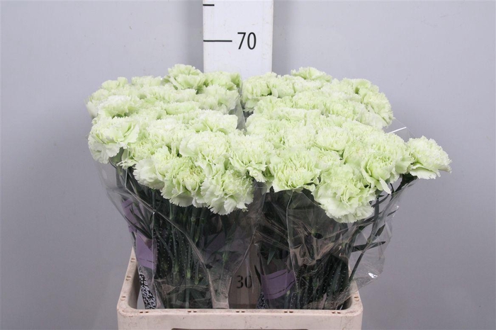 <h4>Di St Prado Mint</h4>