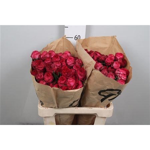 R Tr Royal Trendsetter