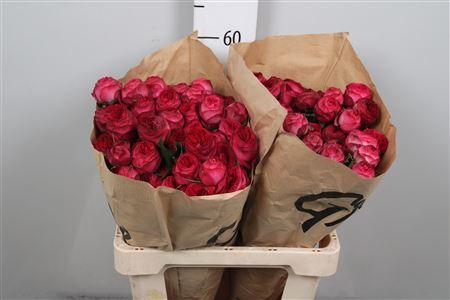 <h4>R Tr Royal Trendsetter</h4>