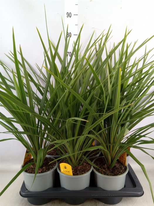 <h4>Cordyline indivisa 'Peko'</h4>