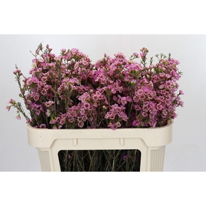 Chamelaucium Grand Adi