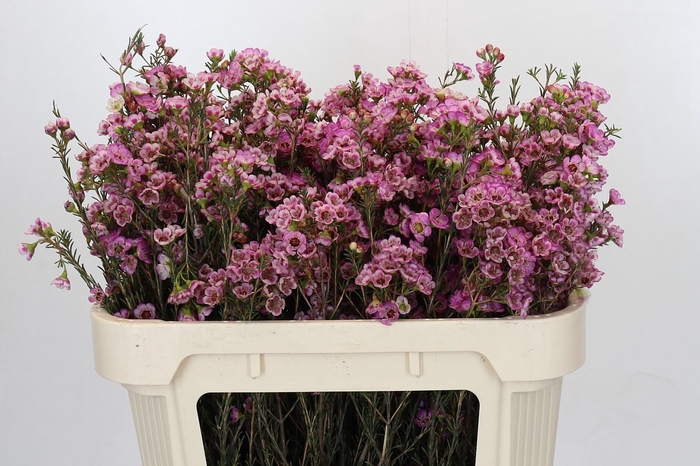 <h4>Chamelaucium Grand Adi</h4>