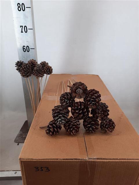 <h4>DENNENAPPEL H% ST</h4>