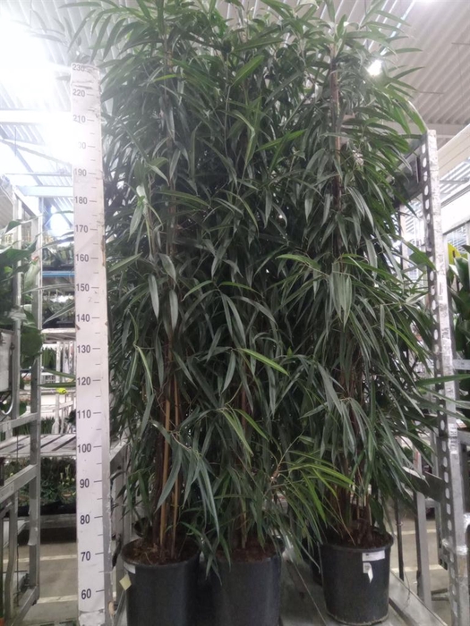 <h4>Ficus binn. 'Alii'</h4>