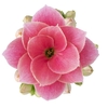 KALANCHOE BLOSSFELDIANA 'MINI'