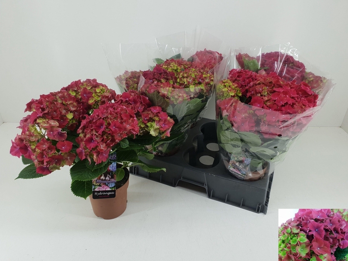 <h4>HYDR M HI FIRE</h4>