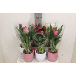 Zantedeschia Gemengd Jade Keramiek