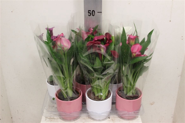 <h4>Zantedeschia Gemengd Jade Keramiek</h4>