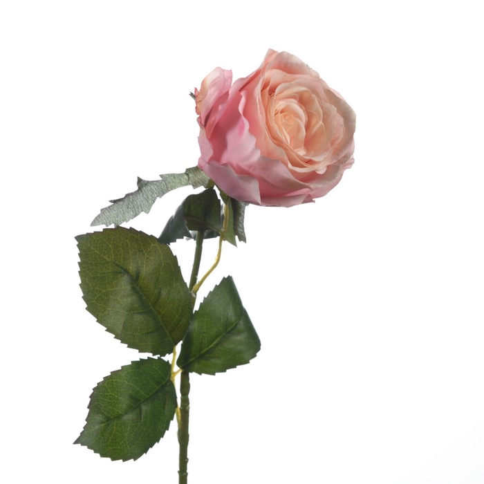 <h4>Af Rosa L56cm Pink</h4>