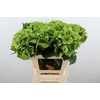 Hydrangea mag emerald classic