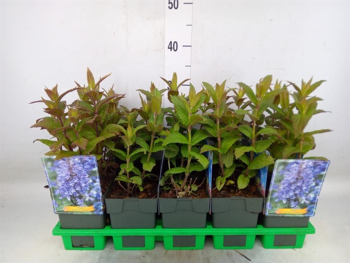 <h4>Nepeta  'Neptune'</h4>