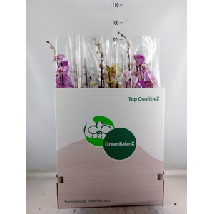 Phalaenopsis   ...mix