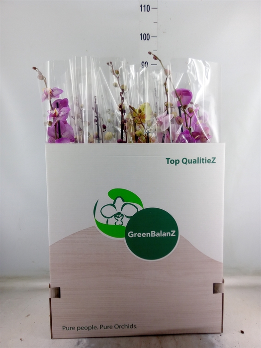 <h4>Phalaenopsis   ...mix</h4>