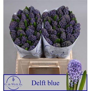 Hyac Delft Blue