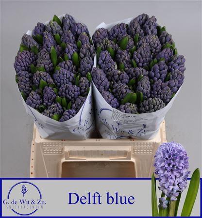 <h4>Hyac Delft Blue</h4>