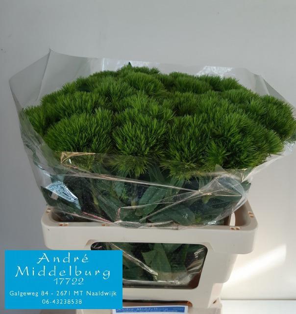 <h4>DI BARB GREEN WICKY</h4>