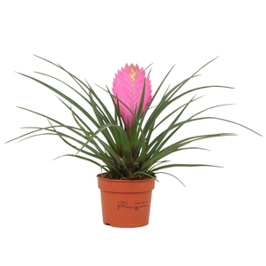 Tillandsia Cyanea 'Anita'