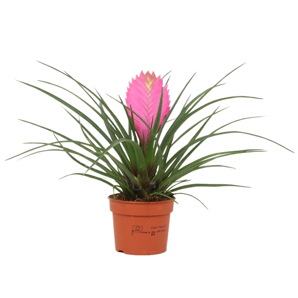 Tillandsia Cyanea 'Anita'