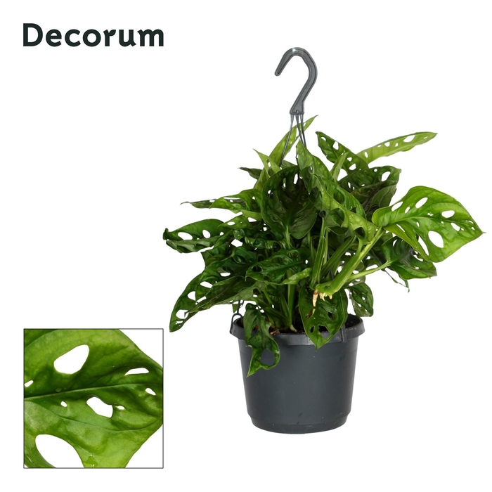 <h4>Monstera ada. 'Monkey Leaf'</h4>