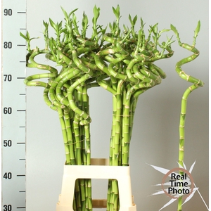 DRAC LUCKY BAMBOO