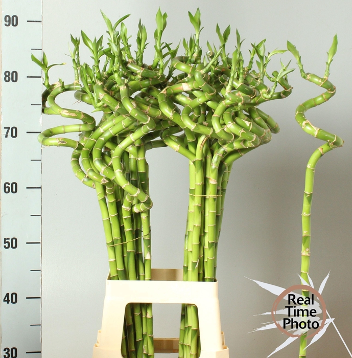 <h4>DRAC LUCKY BAMBOO</h4>