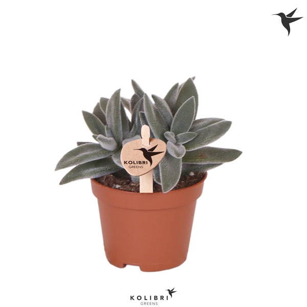 <h4>Kolibri Greens Succulenten Crassula tarantula</h4>