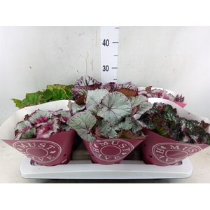 Begonia BD 'Beleaf'   ...mix